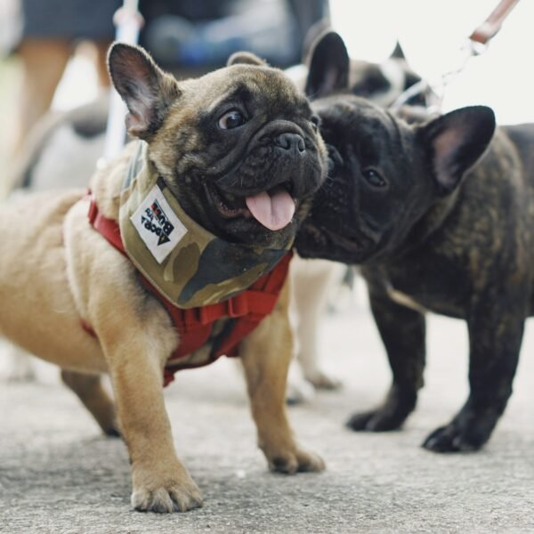 fawn pugs on ground