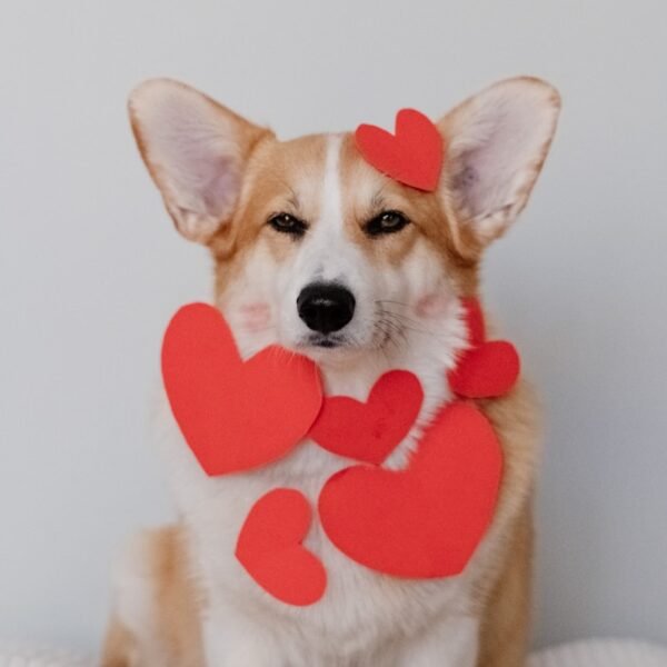 brown and white corgi wearing pink heart shaped hat