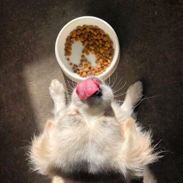 dog licking it's nose standing beside near empty food bowl