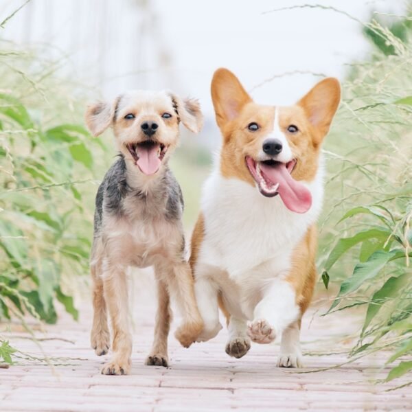 white and brown corgi besides brown dog