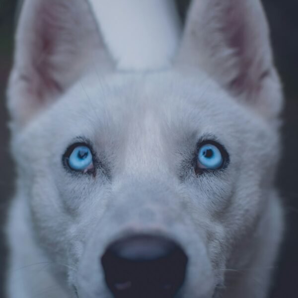 short-coated white dog