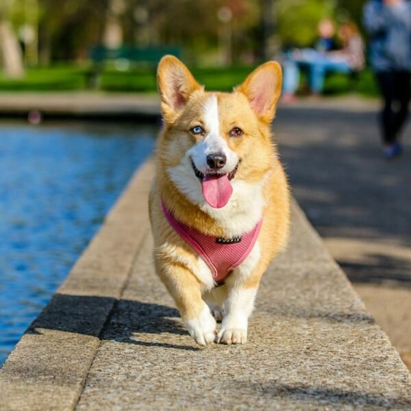 Adult Brown and White Pembroke Welsh Corgi Near the Body of Water