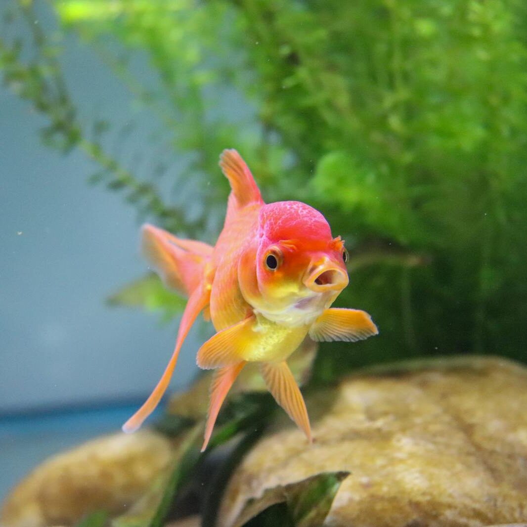 Red and Yellow Goldfish In A Tank