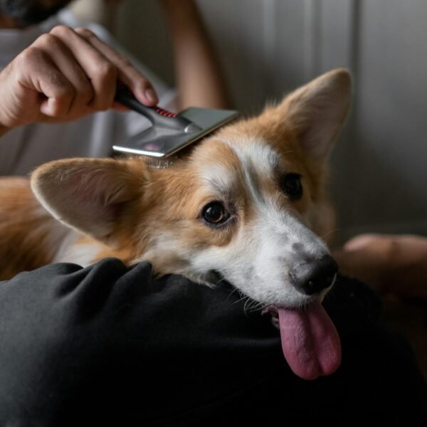 Man Brushing Dogs Hair