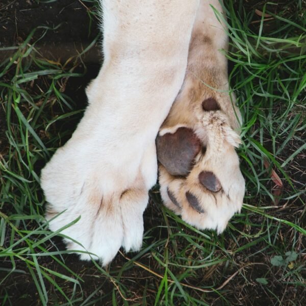 white and brown short coated dog lying on green grass