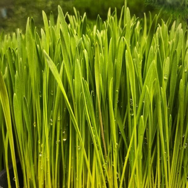 a close up of a bunch of green grass