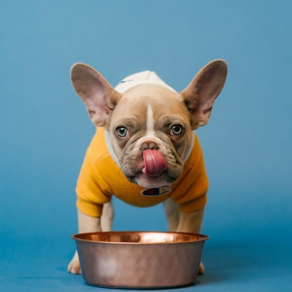 brown french bulldog in blue bucket