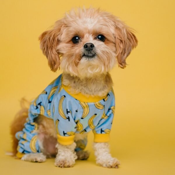 white and brown long coated small dog wearing blue and white polka dot shirt