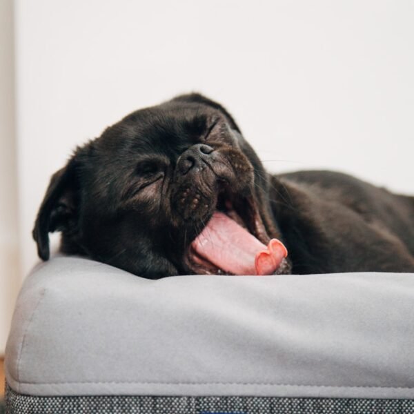 black pug yawning on Casper pet bed inside room