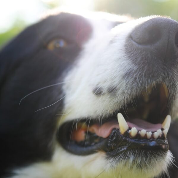 black and white border collie